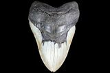 Bargain, Megalodon Tooth - North Carolina #83972-1